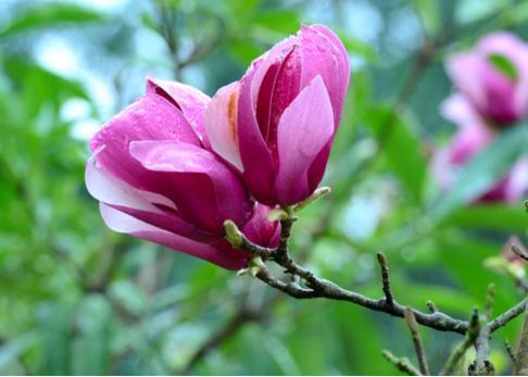 冷门好听的花名及花语(特殊又好听的花名)
