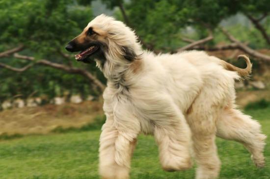 阿富汗猎犬价格(阿富汗猎犬多少钱？)
