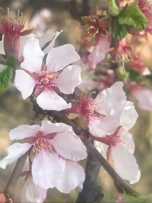 一日看尽长安花什么意思(一日看尽长安花什么意思？)