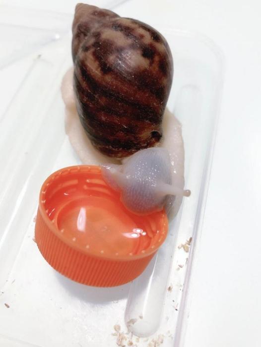 白玉蜗牛怎么养(白玉蜗牛能不能养)
