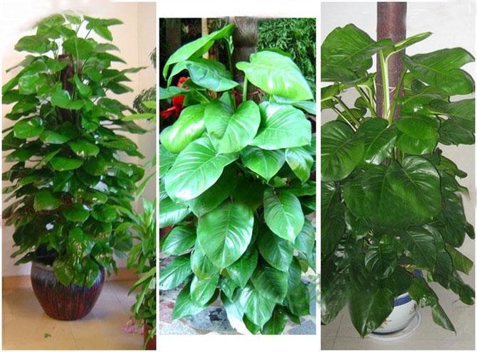最耐阴的十大室内植物(十大客厅耐阴大型绿植排名？)