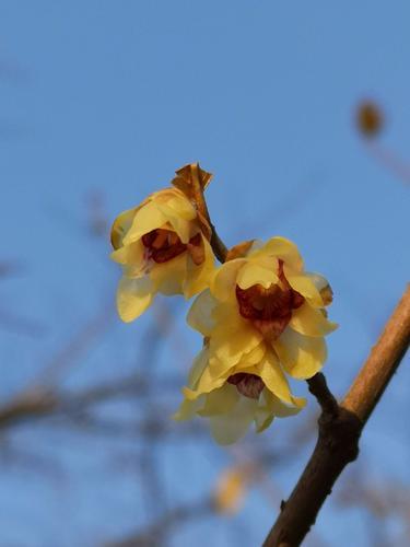 日出江花红胜火(日出江花红胜火，春来江水绿如蓝，是什么意思？)