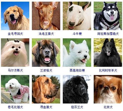 宠物狗名字大全(宠物狗名字大全)