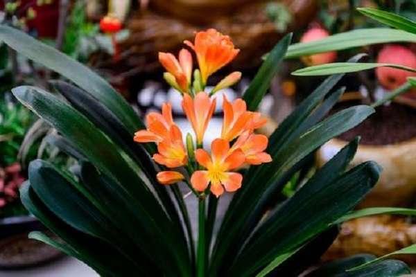 风水里最吉祥的花(家里养哪些植物风水好)
